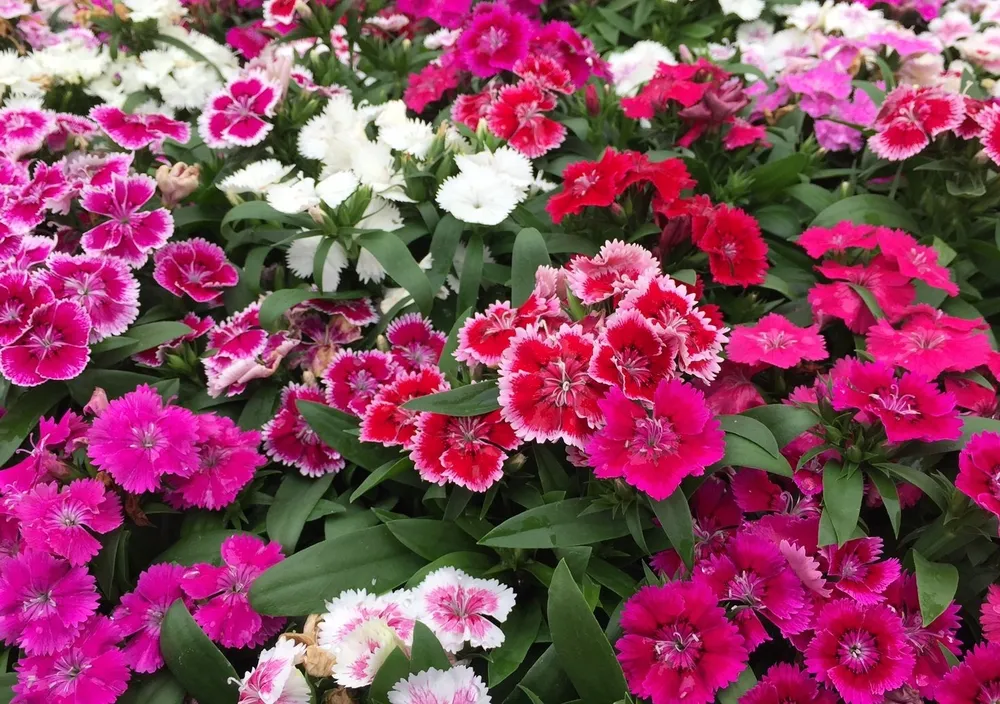 Гвоздика Dianthus Diana Mix