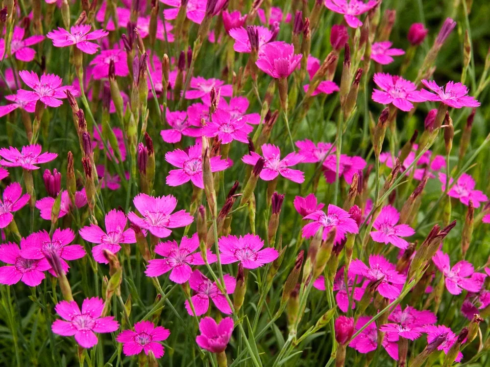 Гвоздика травянка Dianthus deltoides