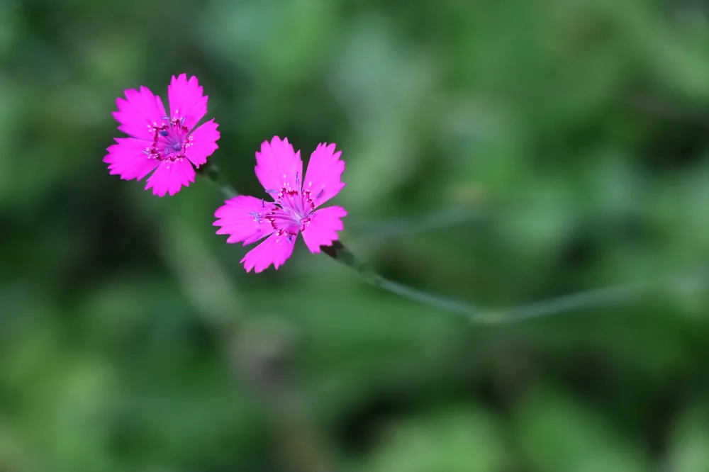 Гвоздика травянка Dianthus deltoides