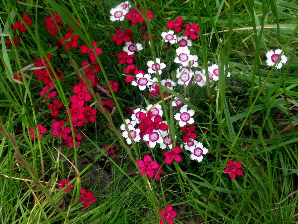 Гвоздика травянка Dianthus deltoides