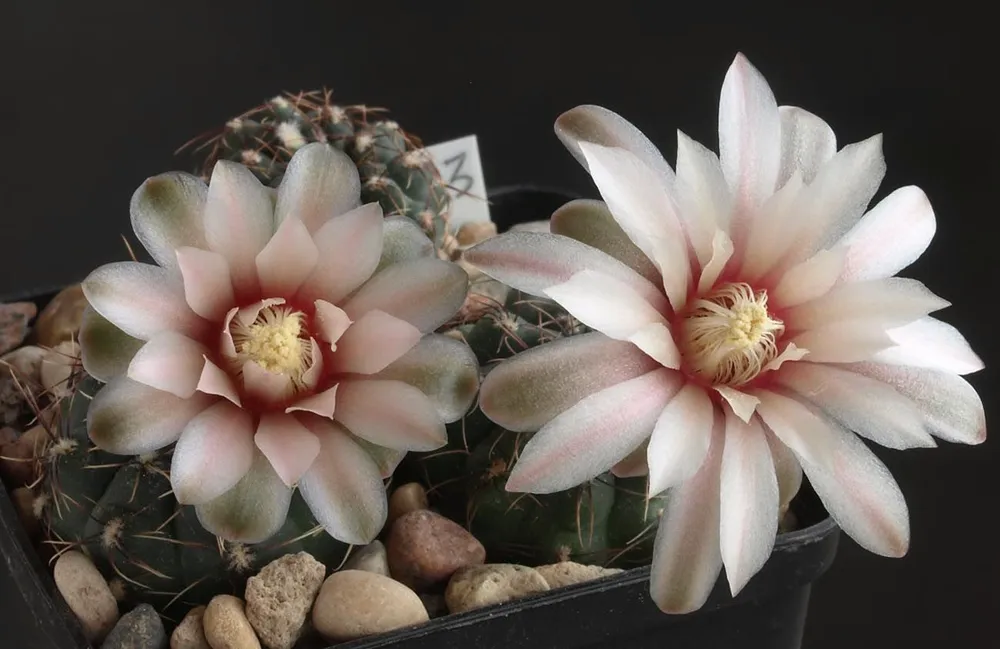 Gymnocalycium erinaceum