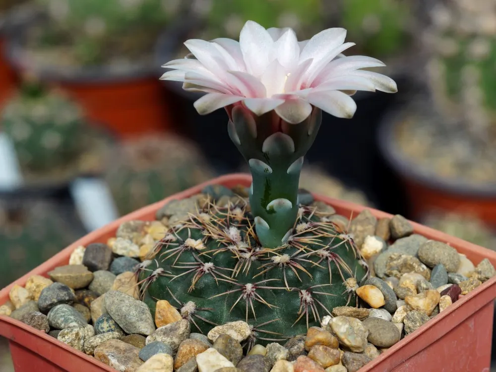 Gymnocalycium erolesii