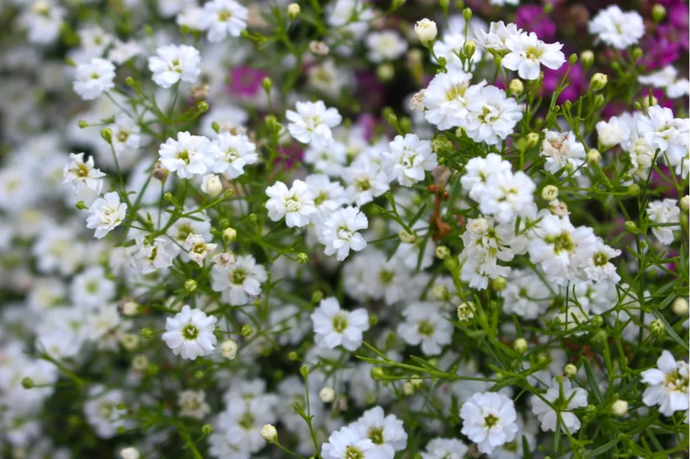 Gypsophila elegans