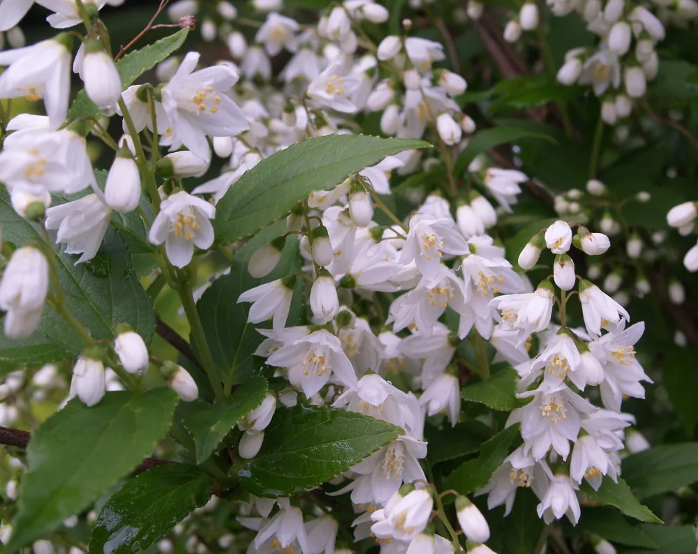 Halesia Carolina Ландышевое дерево