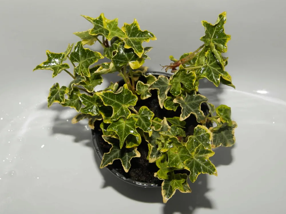 Hedera Helix elegantissima