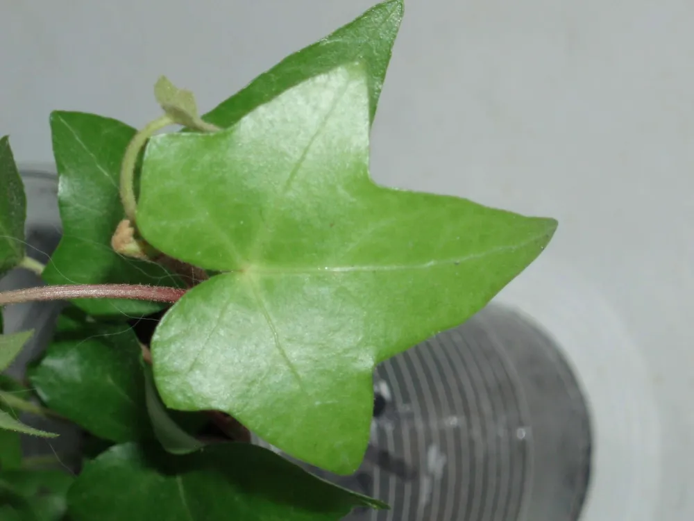 Hedera Oak Leaf