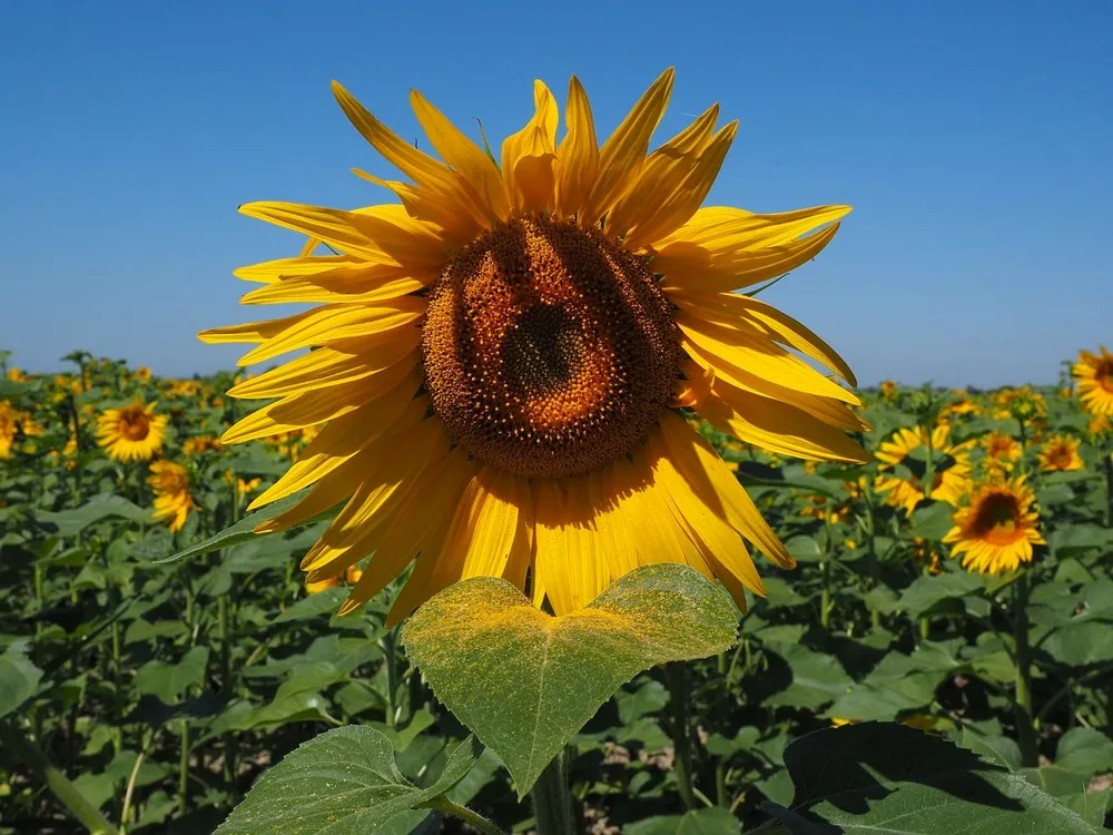 Helianthus annuus