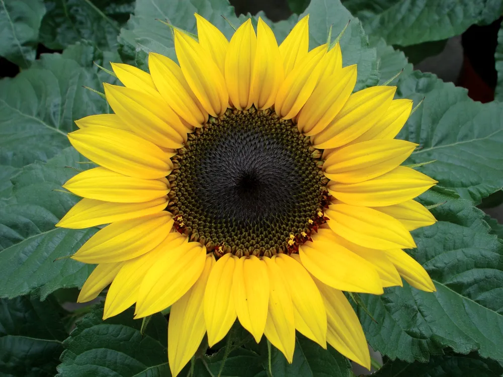 Helianthus annuus