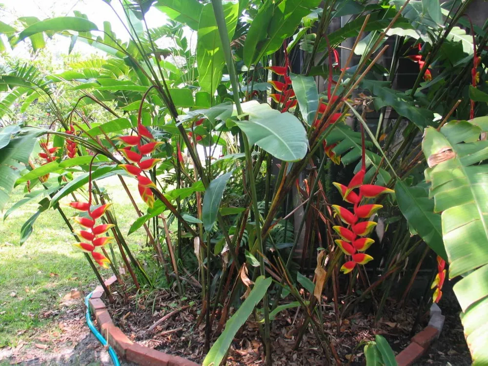 Heliconia rostrata