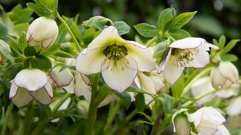 Helleborus New Hybrids