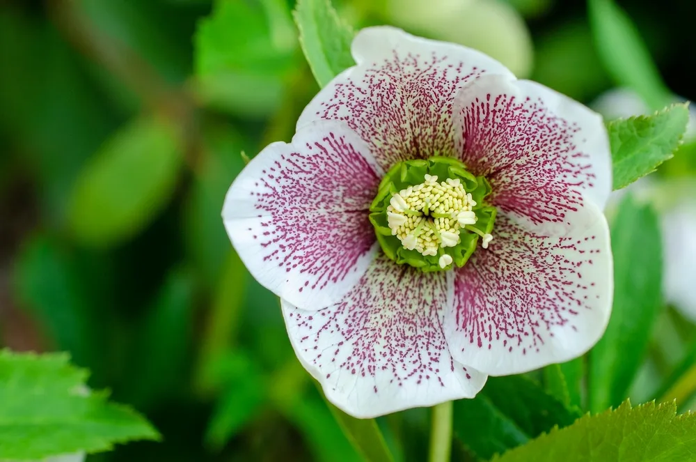 Helleborus orientalis