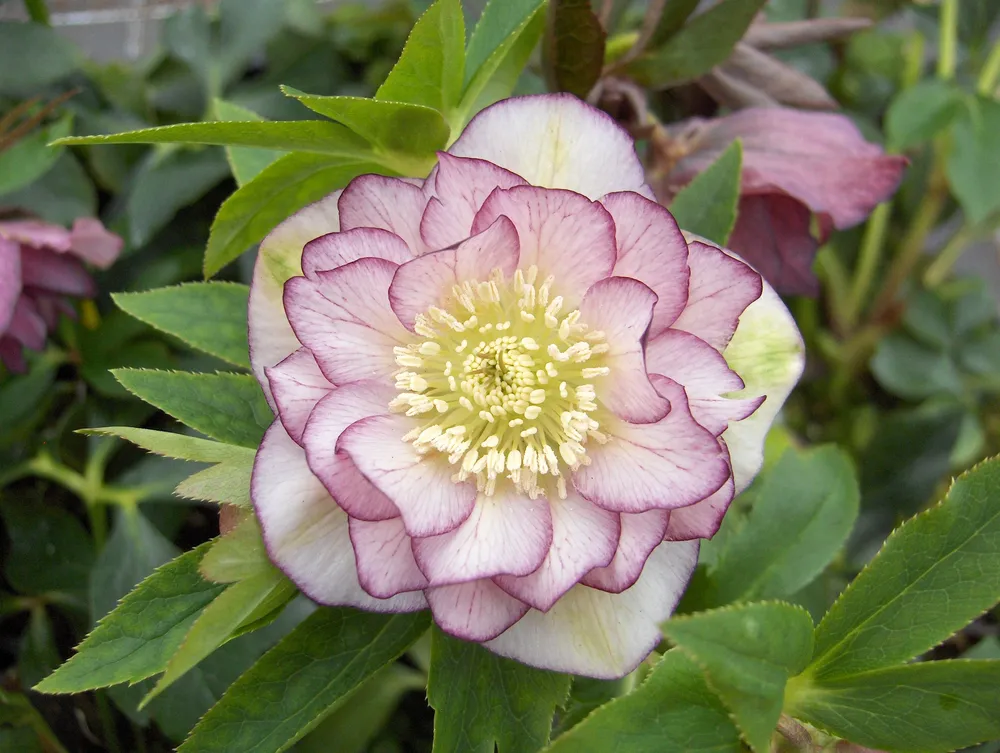 Helleborus orientalis ’Double Ellen Picotee’ ®