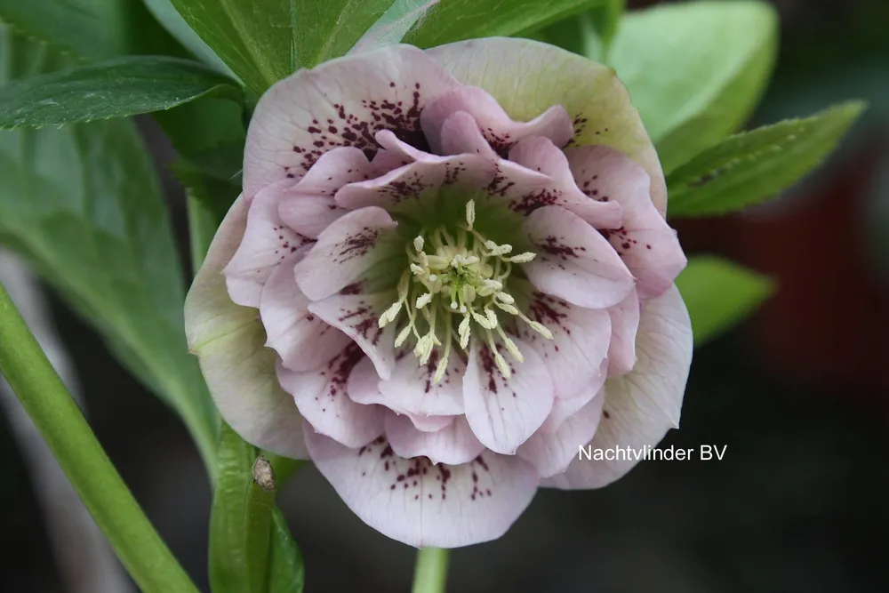 Helleborus orientalis Double Ellen Pink