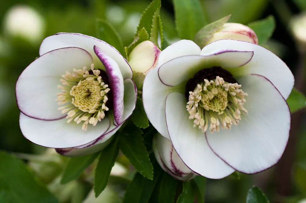 Helleborus Picotee