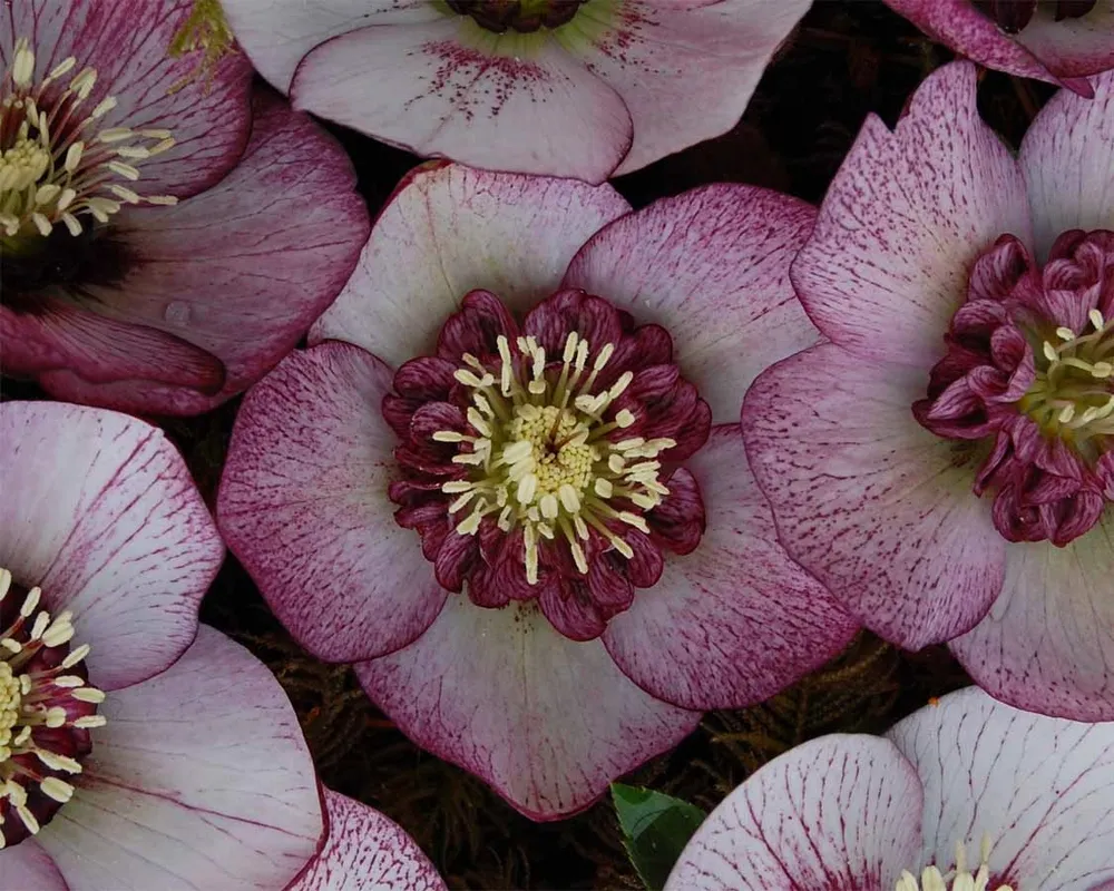 Helleborus-морозник Cherry Blossom