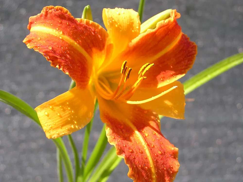 Hemerocallis frans hals