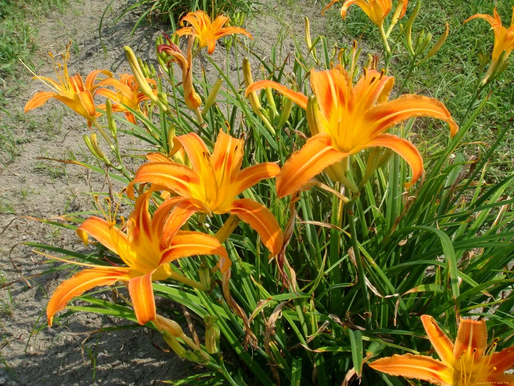 Hemerocallis fulva l. l. красноднев рыжий