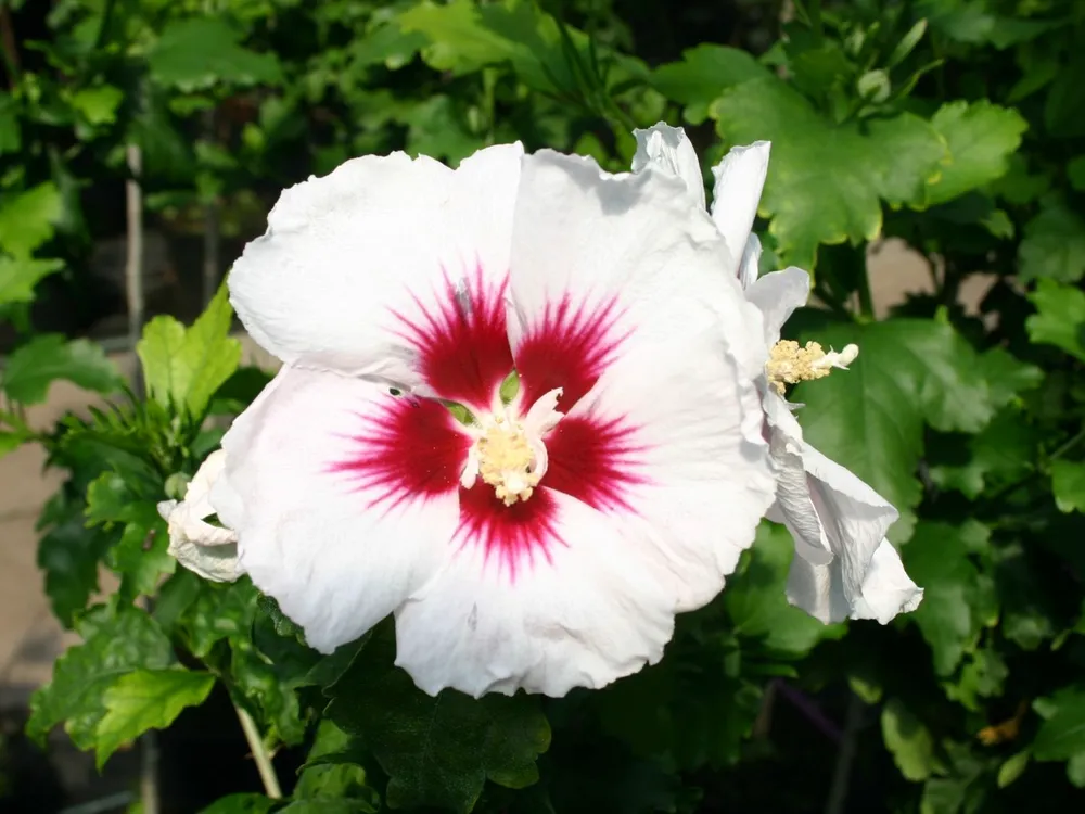 Hibiscus syriacus Helene