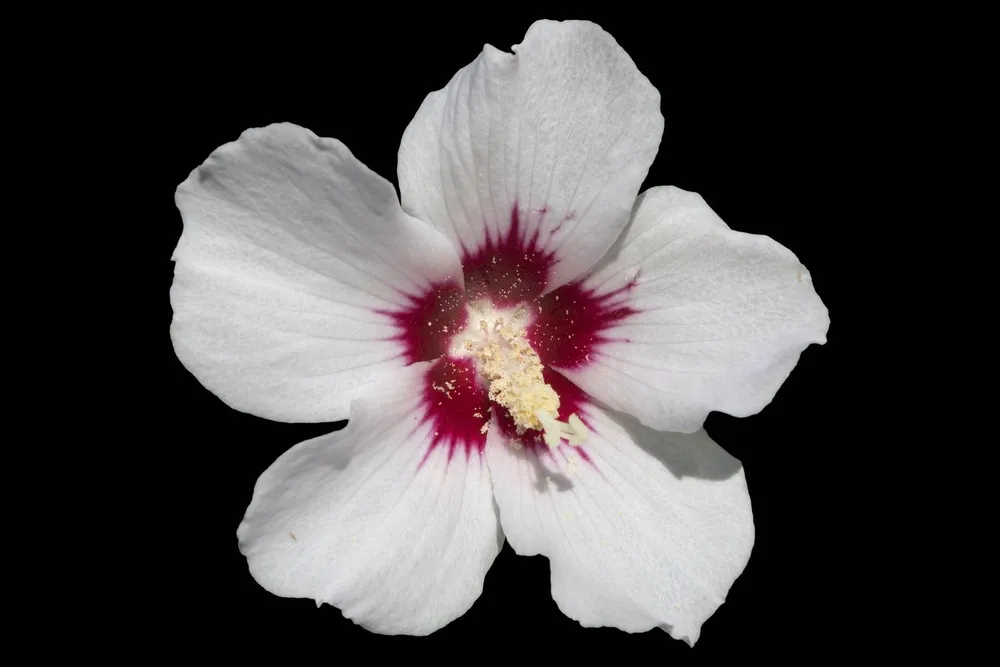 Hibiscus syriacus Red Heart