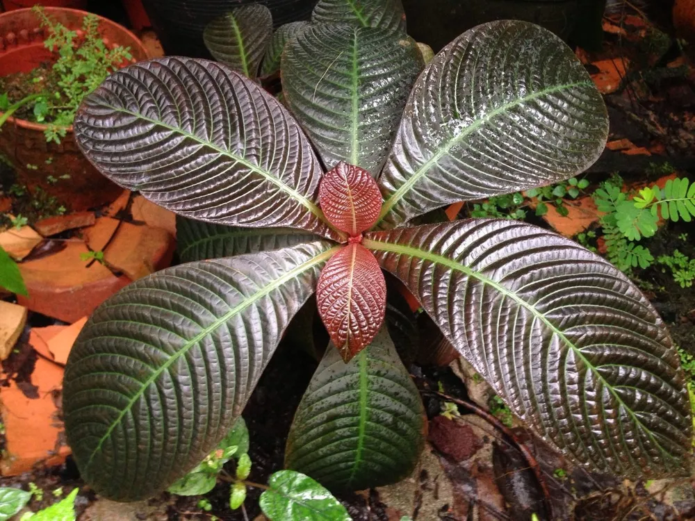 Hoffmannia refulgens