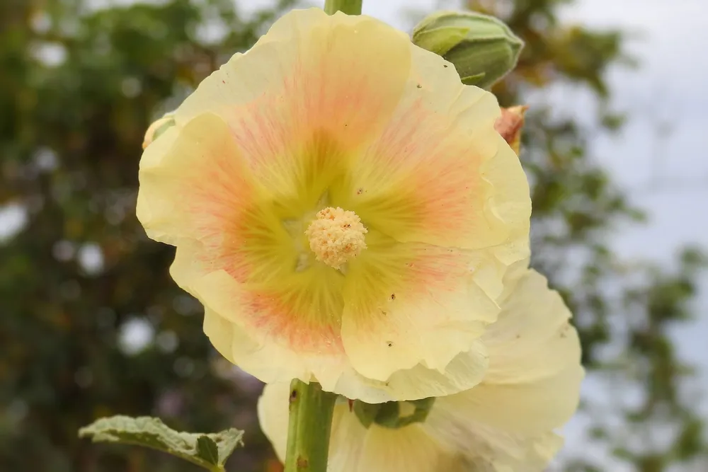 Hollyhock Мальва