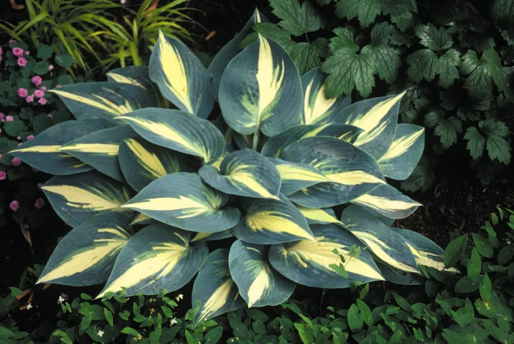 Hosta High Society