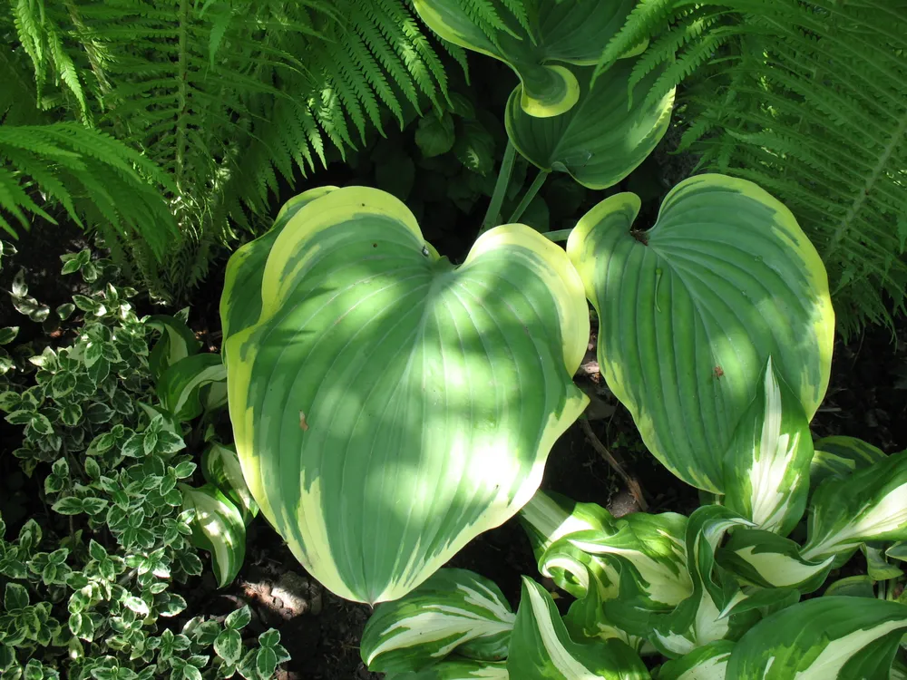 Hosta Sagae