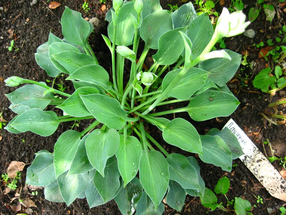 Hosta Tratt. Хоста функия