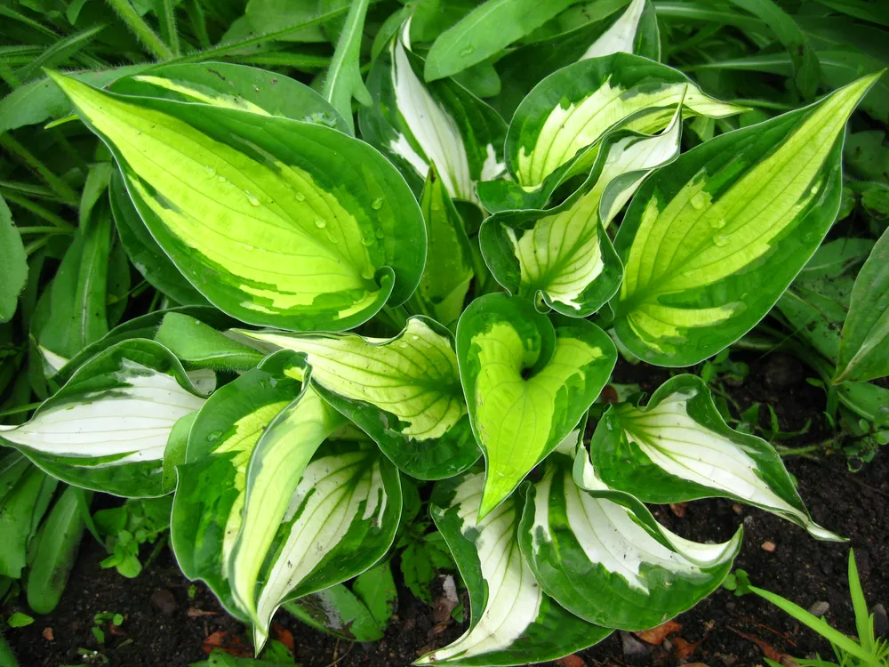 Hosta Tratt. Хоста функия