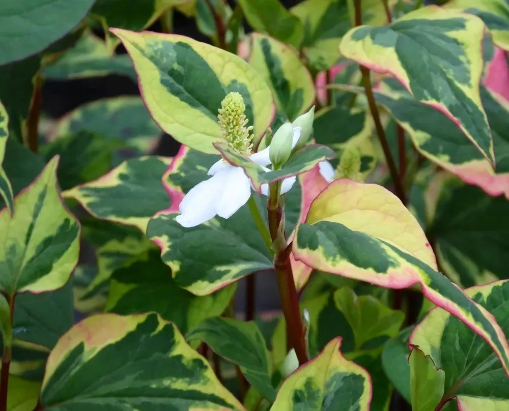 Houttuynia cordata Chameleon