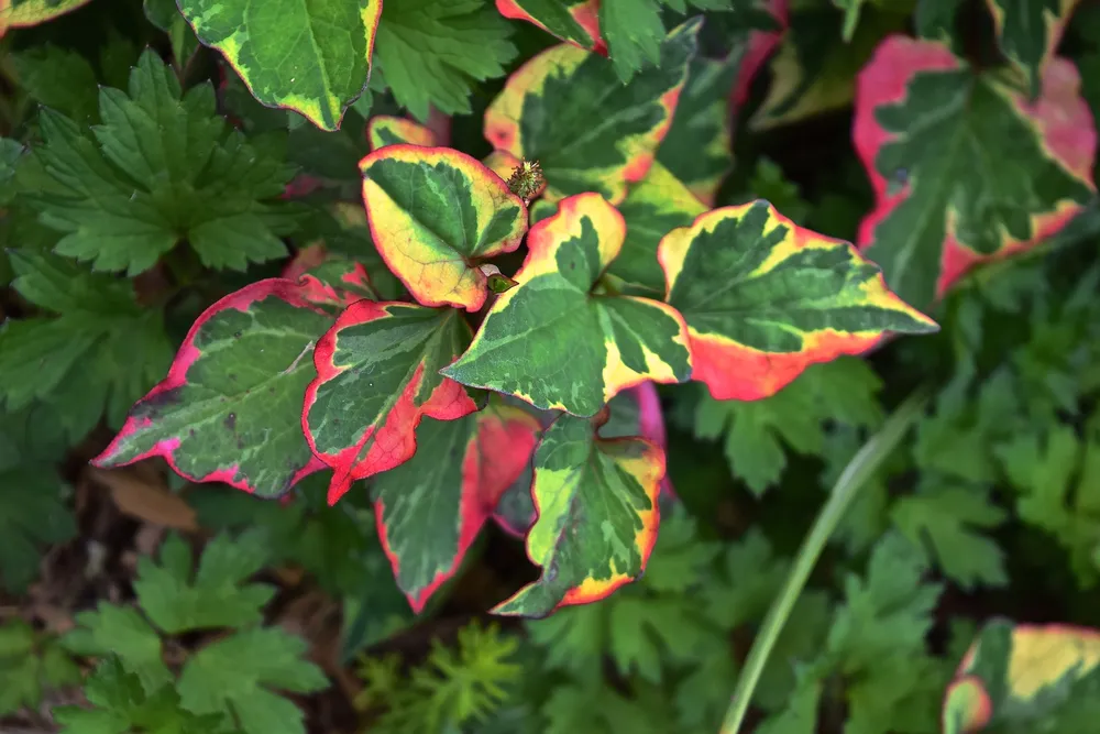 Houttuynia cordata Tricolor