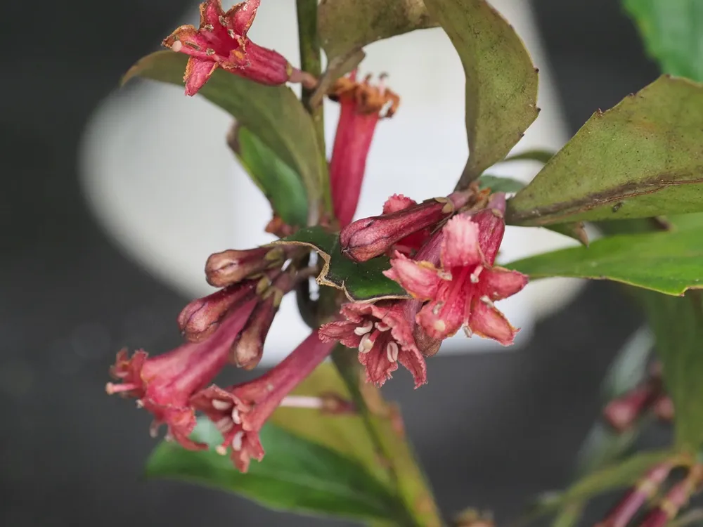 Hoya macrophylla bai Bur