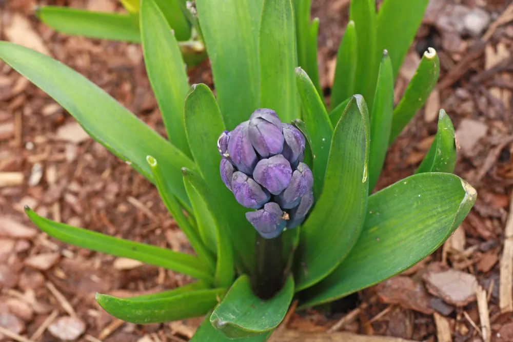 Hyacinthus orientalis