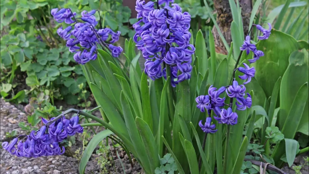 Hyacinthus orientalis