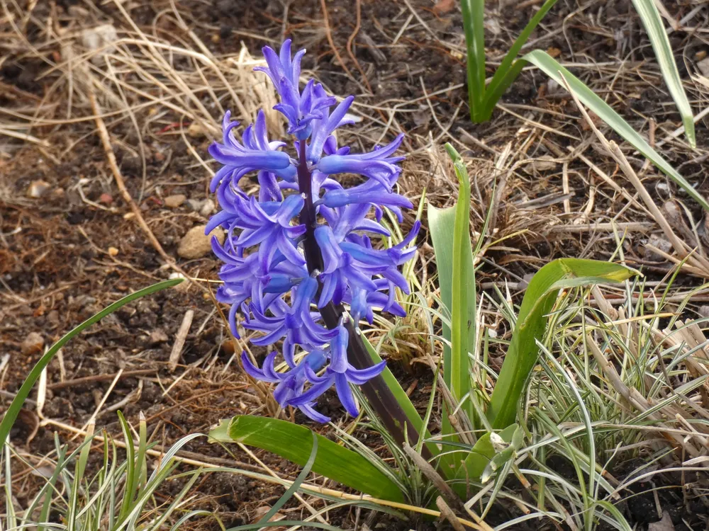 Hyacinthus orientalis гиацинт Восточный