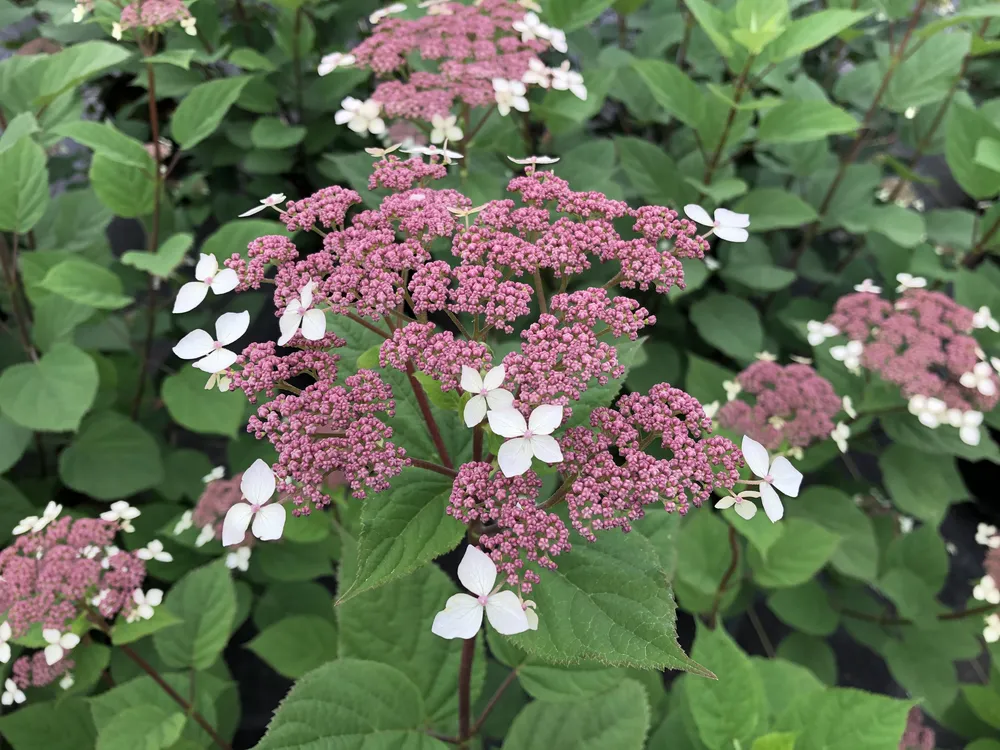 Hydrangea arborescens Radiata