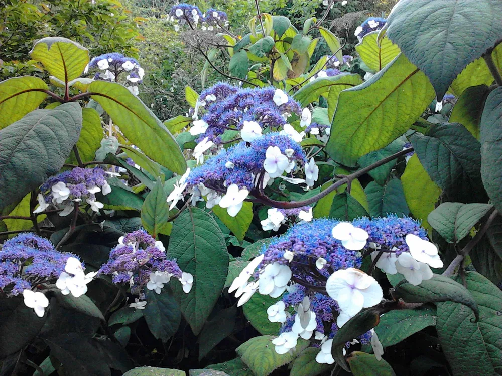 Hydrangea aspera