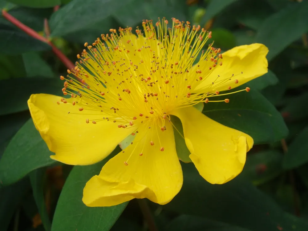 Hypericum calycinum