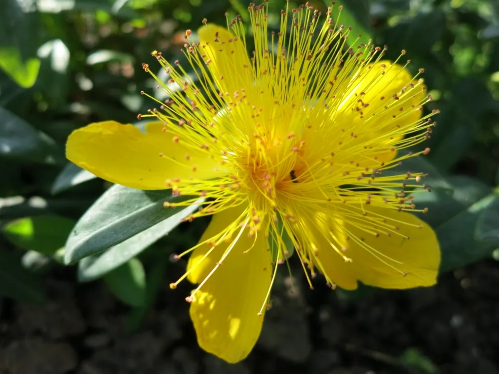 Hypericum calycinum