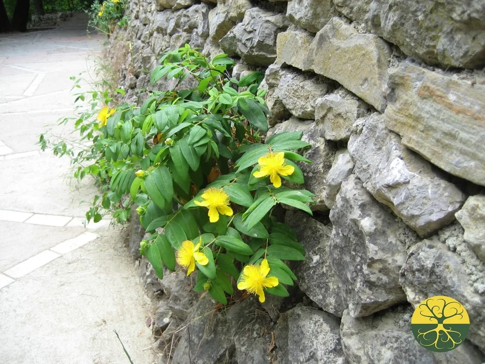 Hypericum calycinum