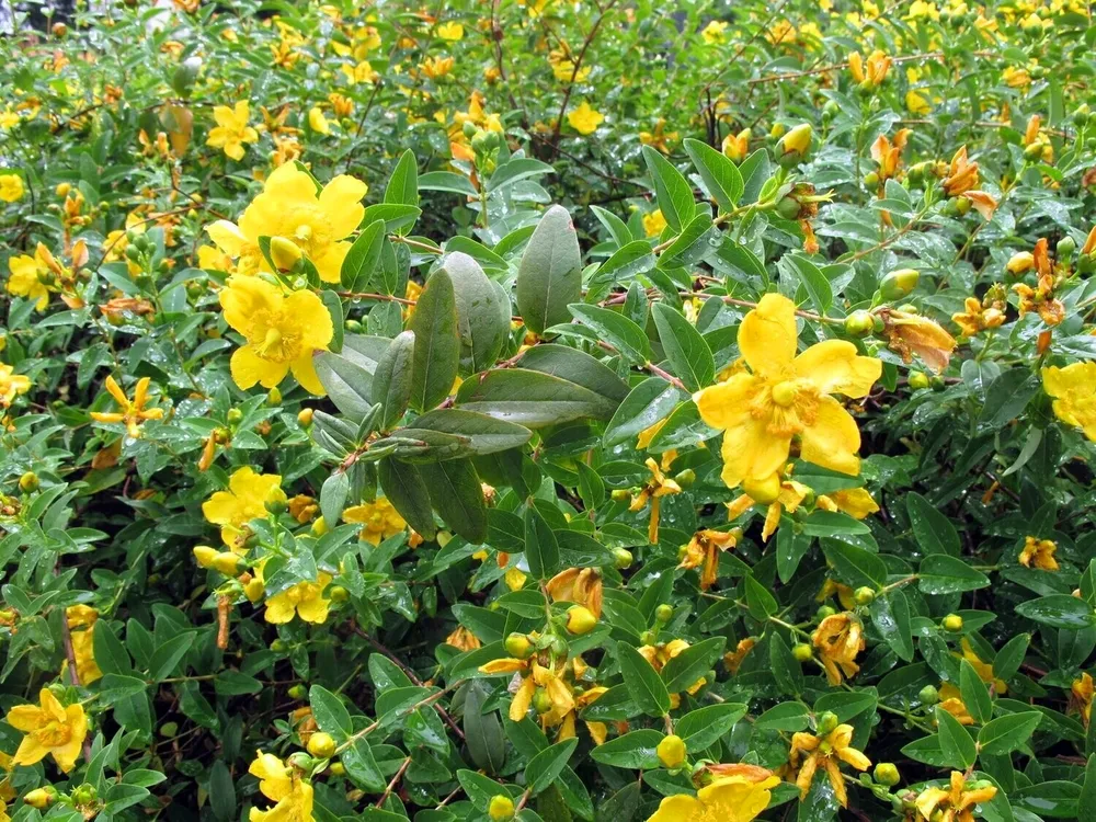 Hypericum calycinum