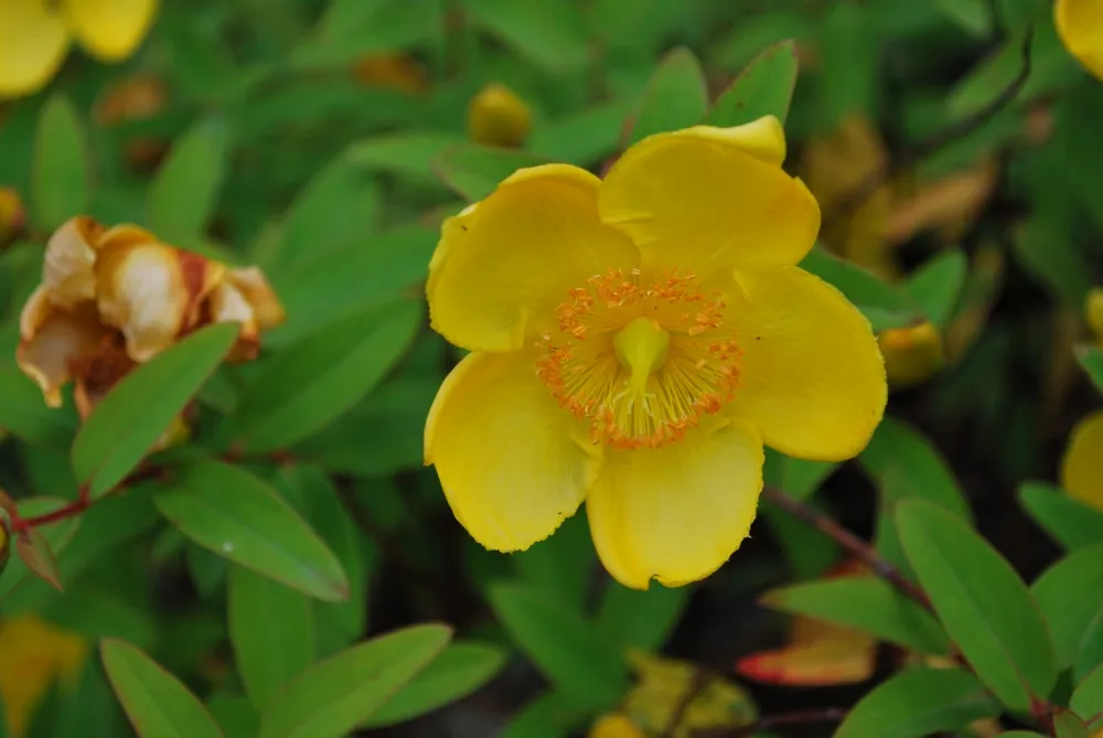 Hypericum Hidcote