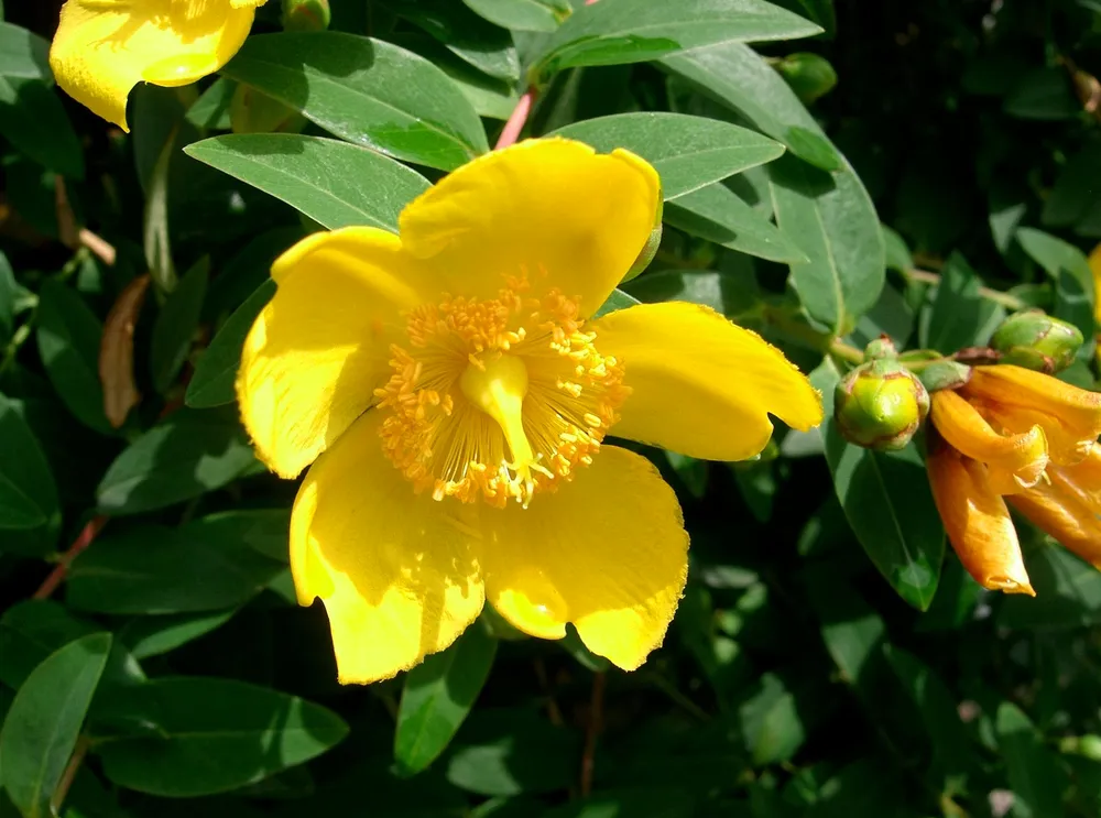 Hypericum patulum