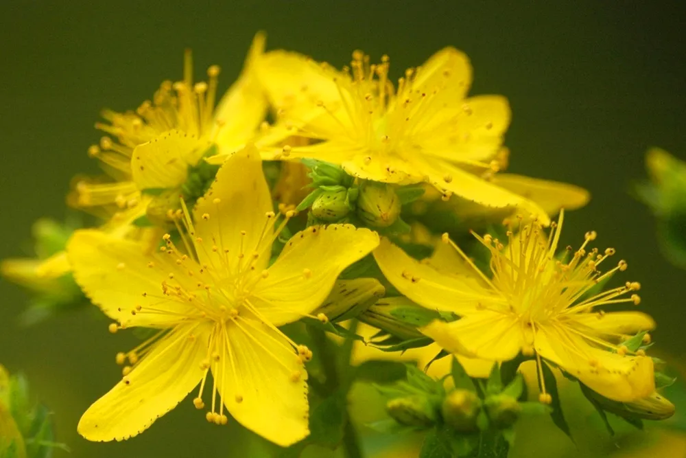 Hypericum perforatum