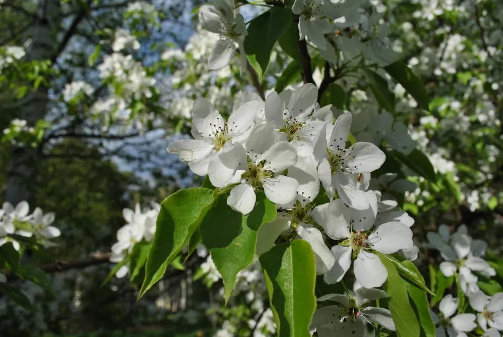 Яблоня Лесная Malus Sylvestris