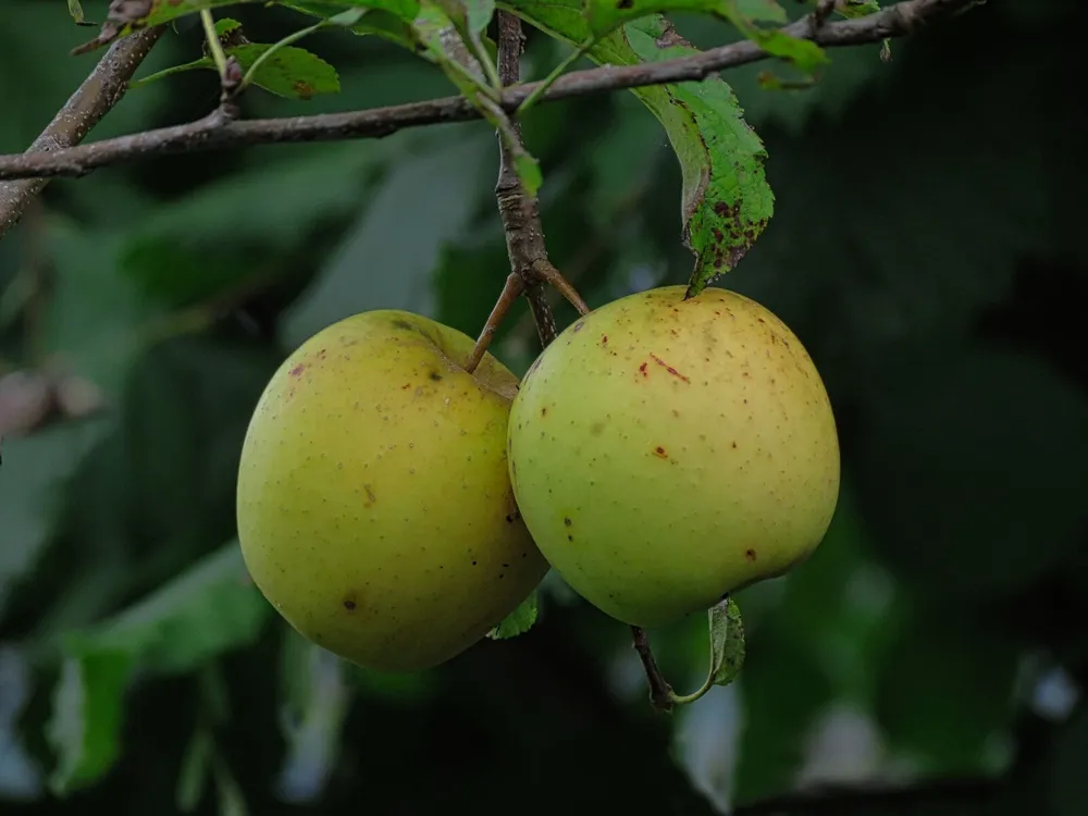 Яблоня Malus domestica