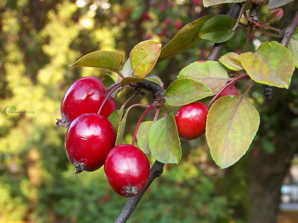 Яблоня Malus Ola