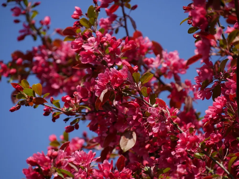 Яблоня Malus Royalty