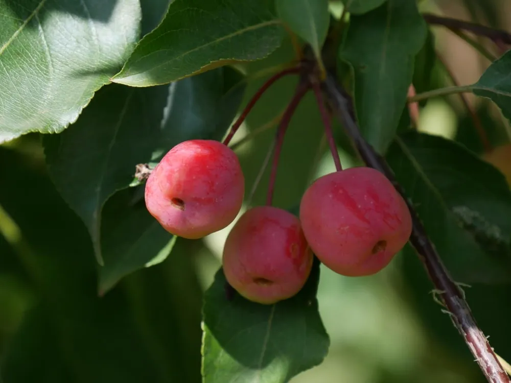 Яблоня Malus Rudolph