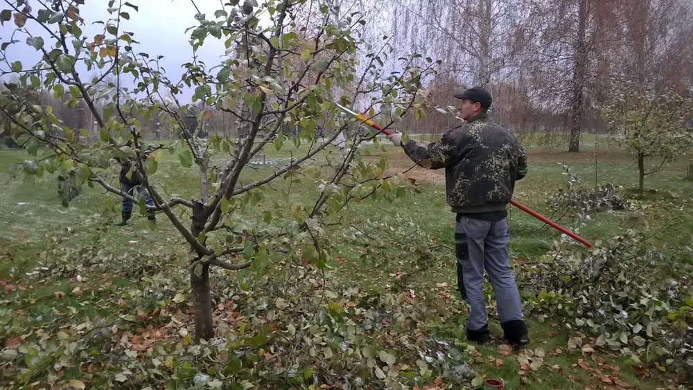 Яблоня осеннее низкорослое